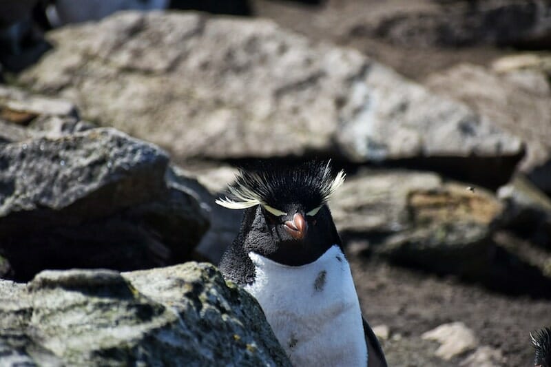 Rock Hopper Penguins