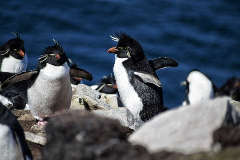 reasons to visit the Falkland Islands