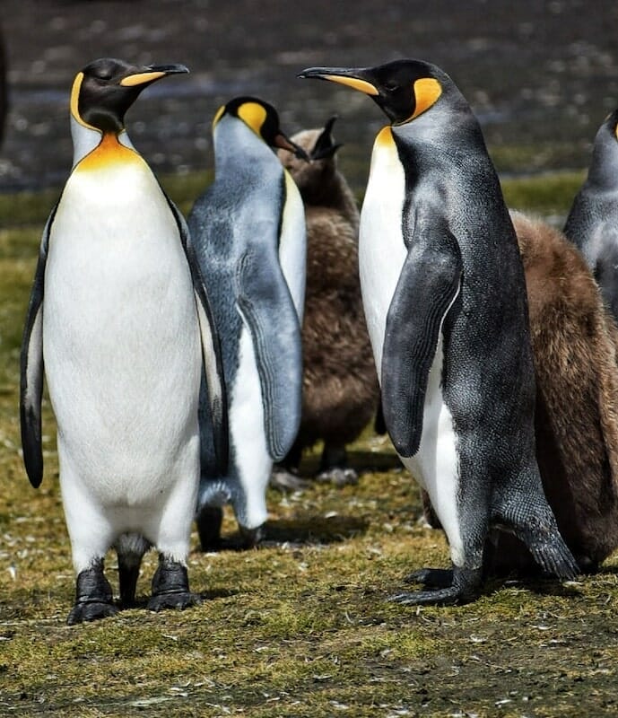 Falkland Island Penguins