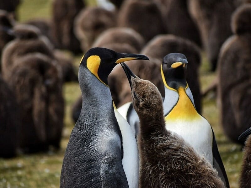 Penguins in the Falklands
