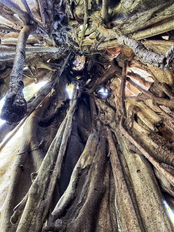 Tambopata National Reserve