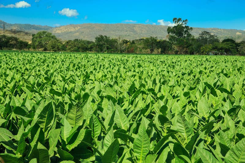 Nicaragua tobacco