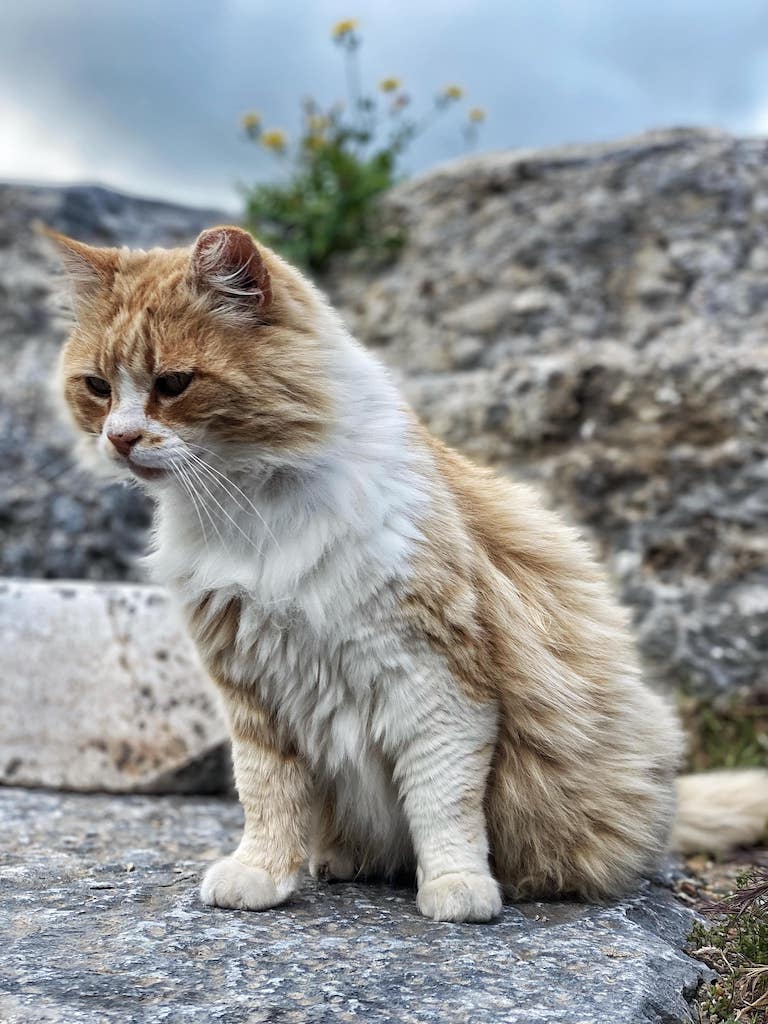 cats in Ephesus