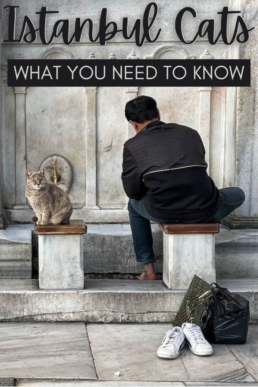 Discover what you need to know about Istanbul cats - via @clautavani