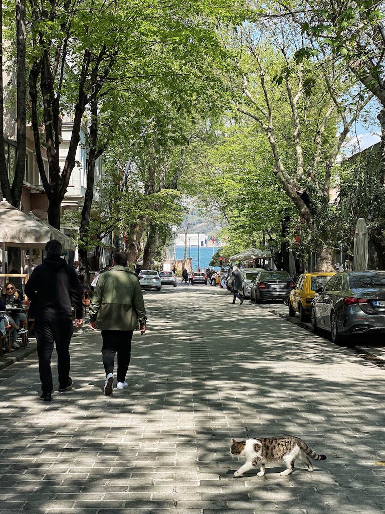 cats in Turkey