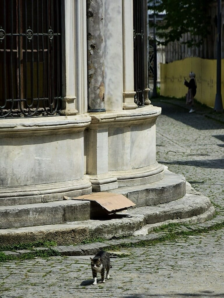 istanbul cats