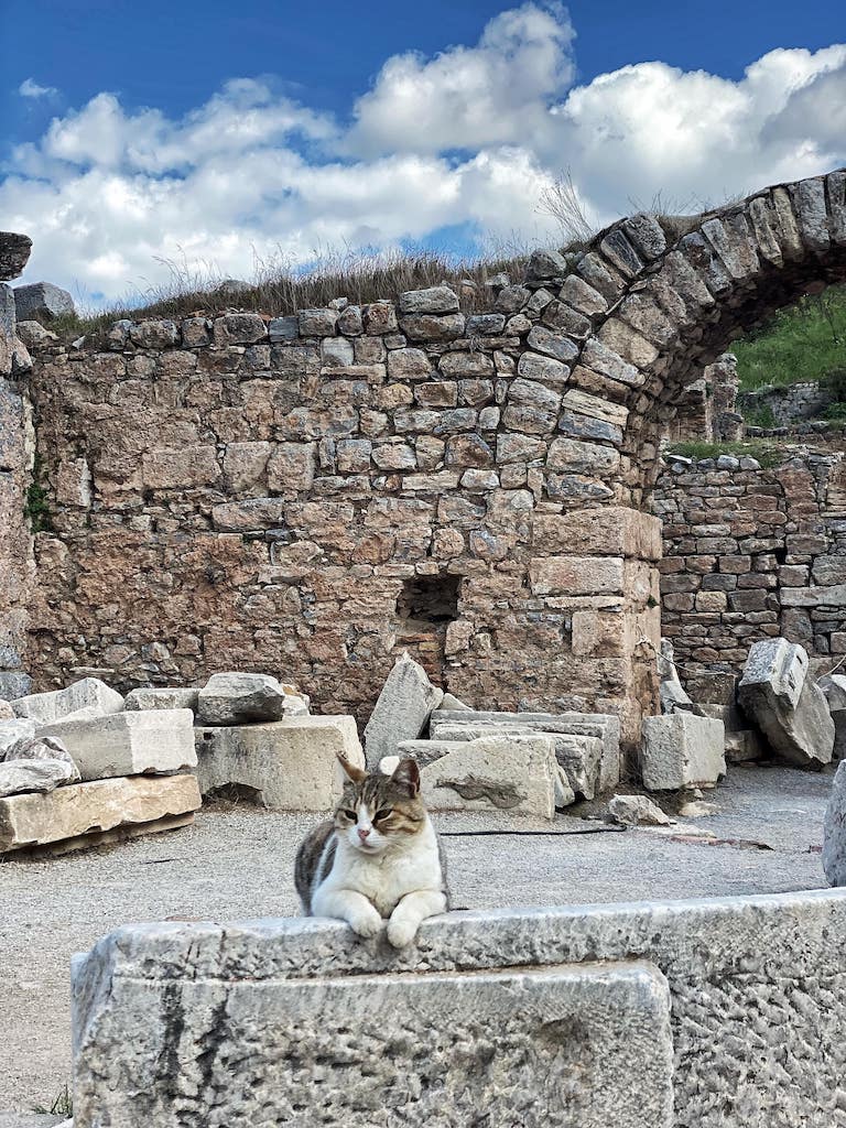 Cats in Turkey