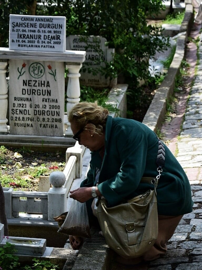 Cats in Istanbul
