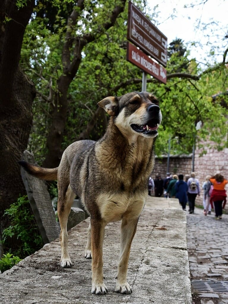 dogs in Turkey visiting Turkey