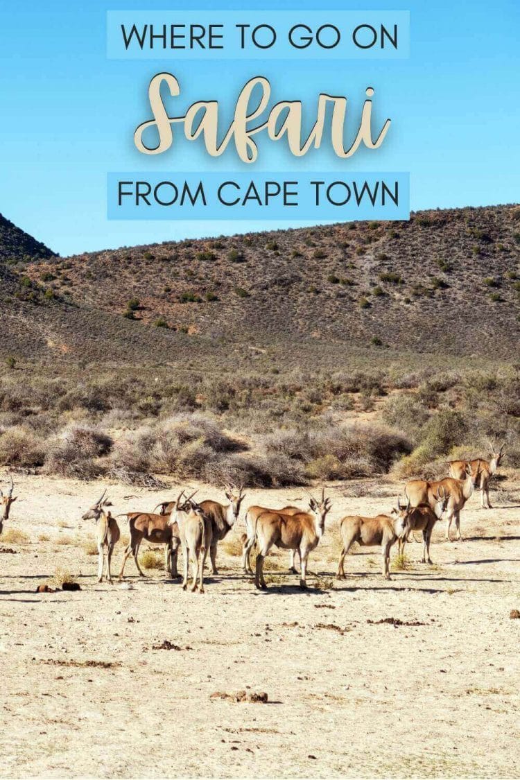 Discover where to go on a safari from Cape Town - via @clautavani