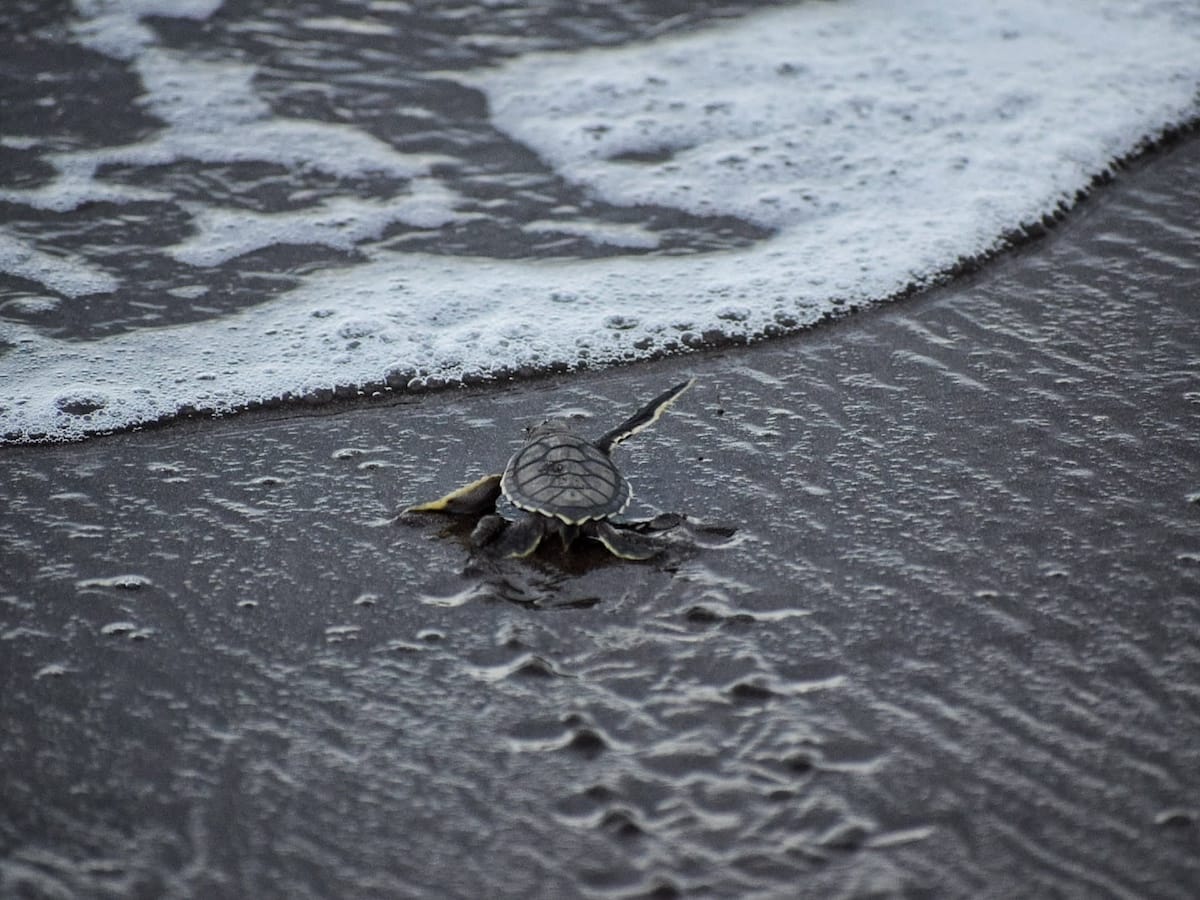 Teeny, tiny turtles hatching in the Maldives! - The Travel Hack